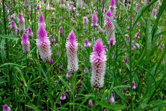 青葙(苋科青葙属植物)