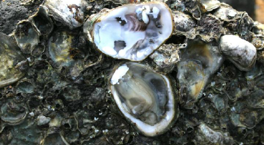 牡蛎肉