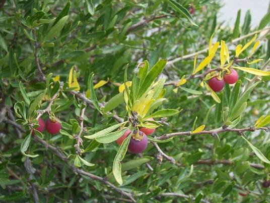 蕤仁(蔷薇科扁核木属植物)