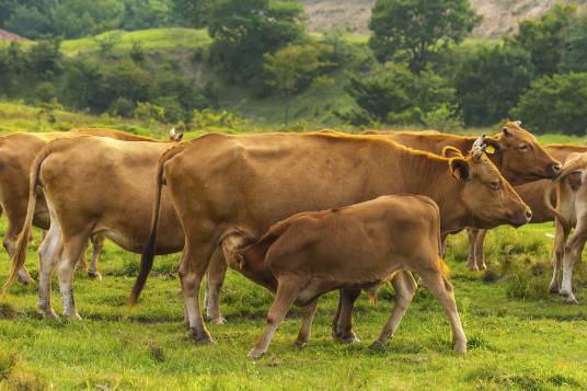 韩牛(欧洲牛与韩国牛的混血种)