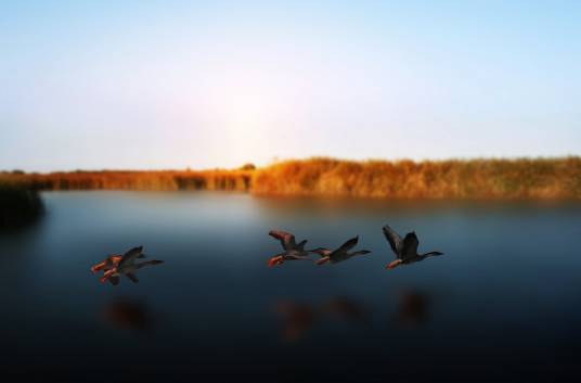 雁渡寒潭（成语）