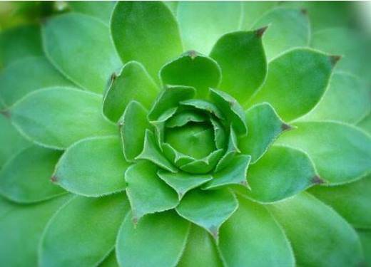 厚脸皮（景天科落地生根属植物）