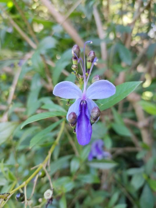 蓝蝴蝶（唇形科三对节属植物）