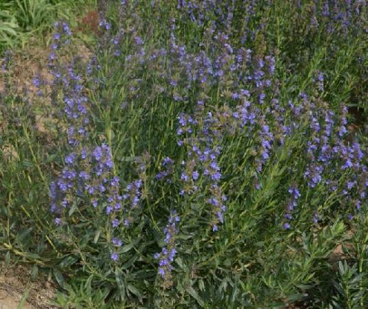 神香草(唇形科神香草属植物)