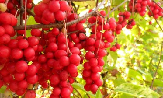 五味子(五味子科五味子属植物)