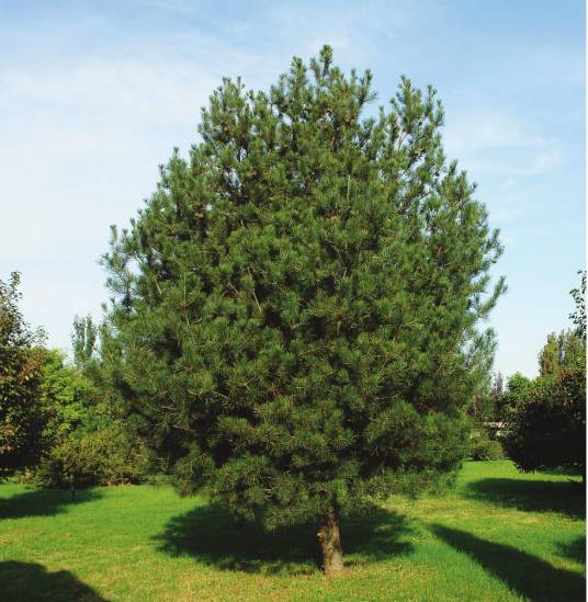 白松（松科松属的一种植物）