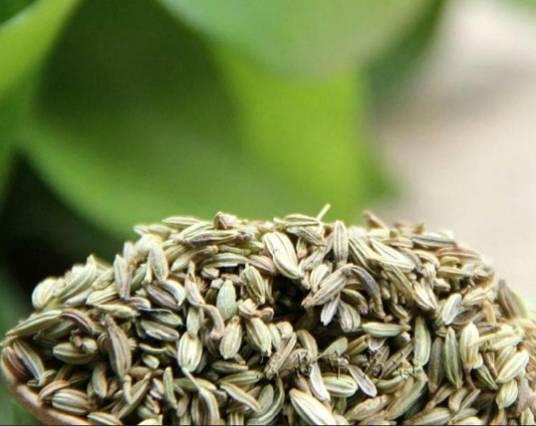 茴香籽