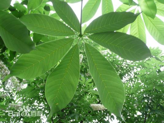观赏植物(用以观赏的植物)