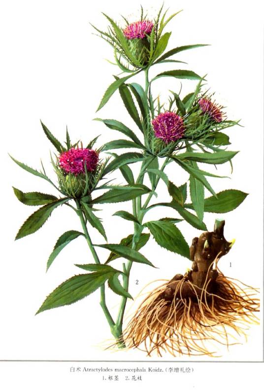 山精（菊科苍术属植物）