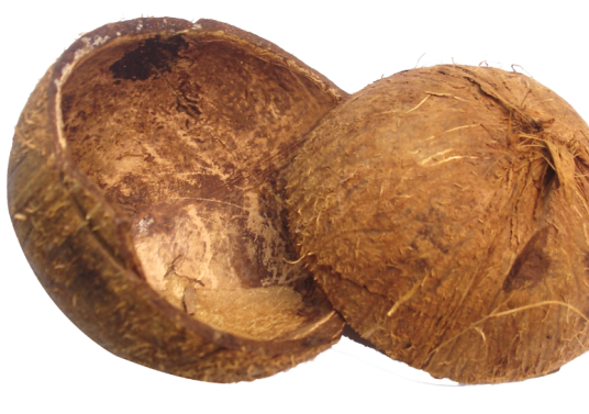 椰壳(棕榈科植物椰子的内果皮)