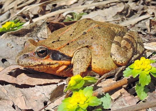 哈士蟆(两栖纲蛙科动物)