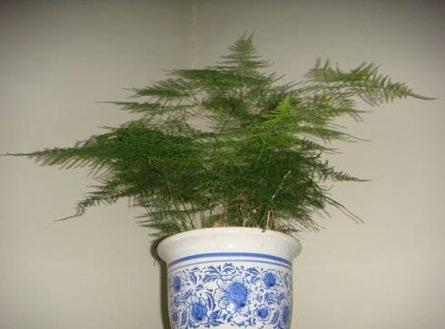 云松（盆景植物）