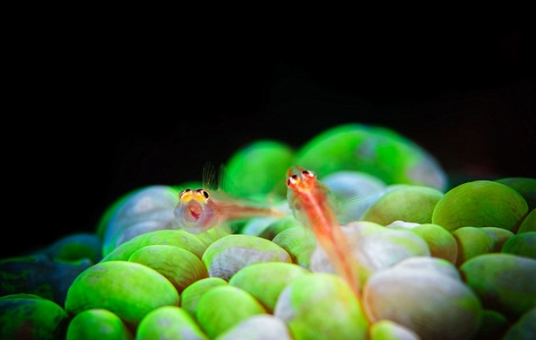 深海生物（生活在大洋带以下生物）