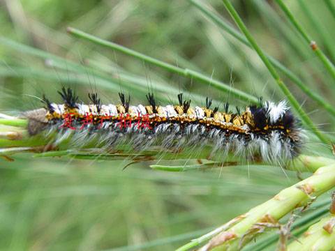 檞寄生（动物名）