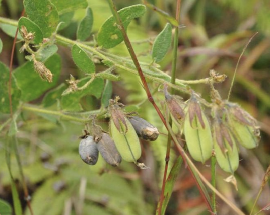 响铃草（蔷薇目豆科植物）
