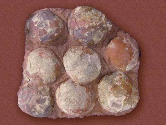 恐龙蛋化石(恐龙类动物所生下的能传宗接代的生殖产物)