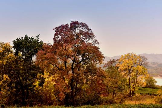 山乌桕（大戟科乌桕属植物）