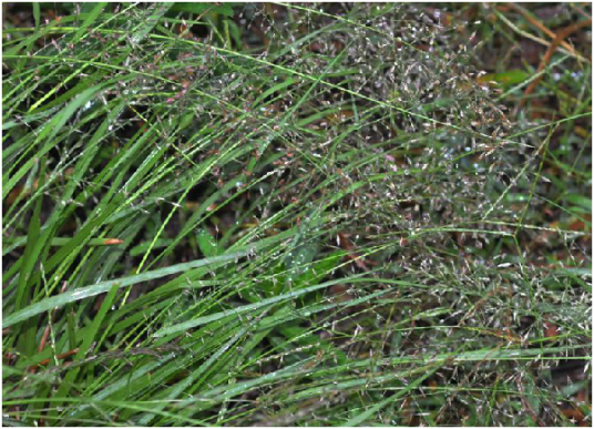 小画眉草（中草药）