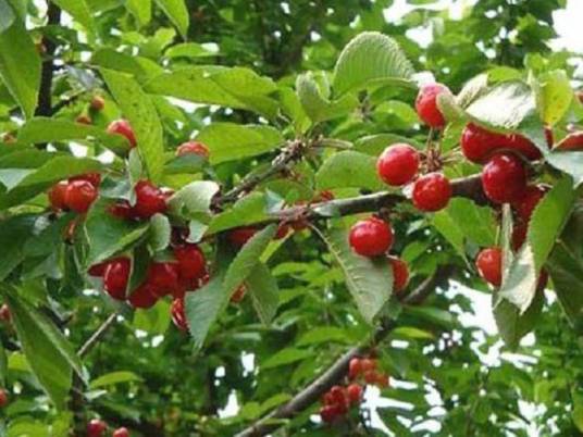 维卡（樱桃品种）