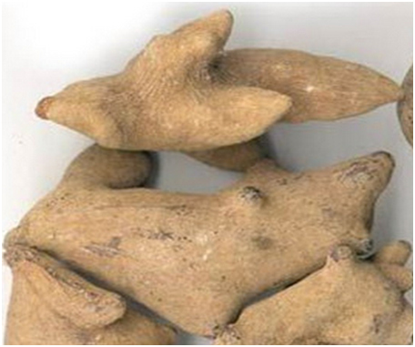 五倍子（中药）