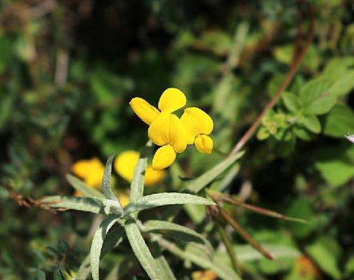 百脉根(豆科百脉根属植物)