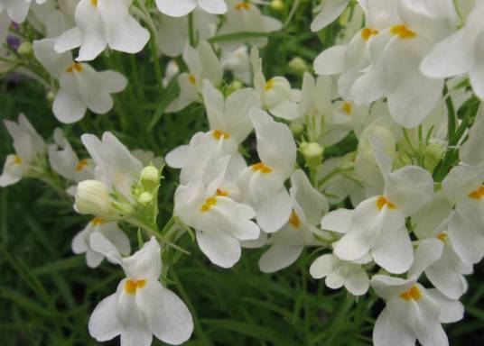 姬金鱼草（玄参科柳穿鱼属植物）