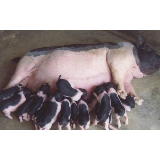 陆川猪(中国八大地方优良猪种之一)