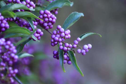 紫珠（唇形科紫珠属植物）