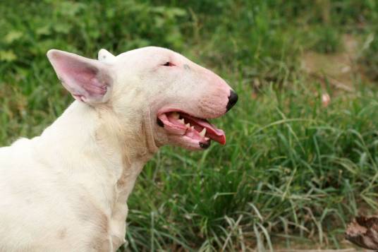 斗牛梗（哺乳纲动物）