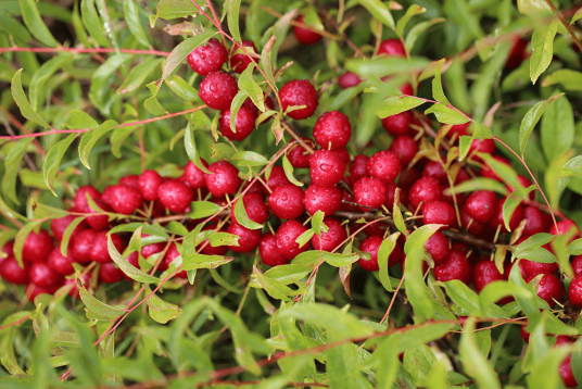 欧李（蔷薇科李属植物）