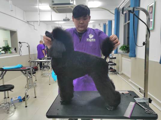 宠物美容（为宠物做护理的技术）