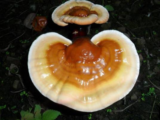 白灵芝(真菌类)