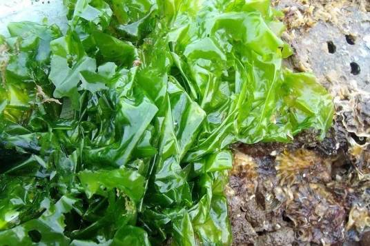 石莼（石莼目石莼科植物）