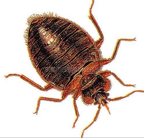 臭虫(异翅亚目昆虫)