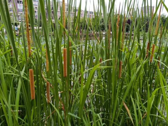 水烛（香蒲科香蒲属植物）
