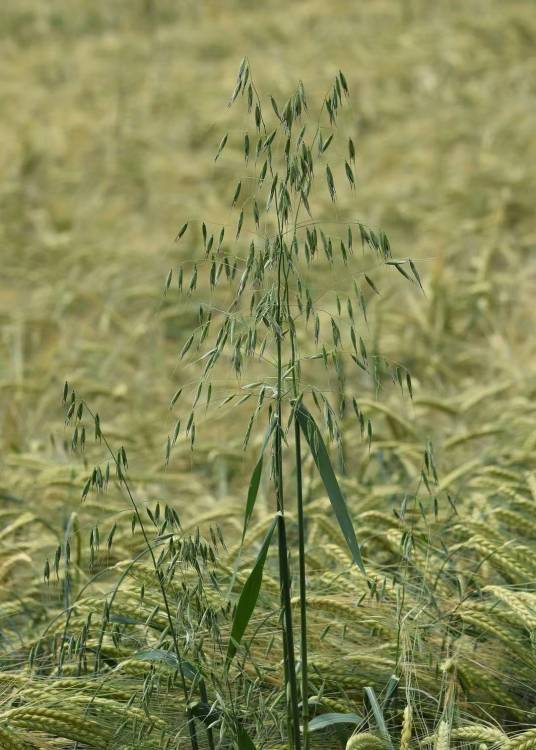 野燕麦（禾本科燕麦属植物）