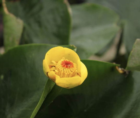 萍蓬草（睡莲科萍蓬草属植物）