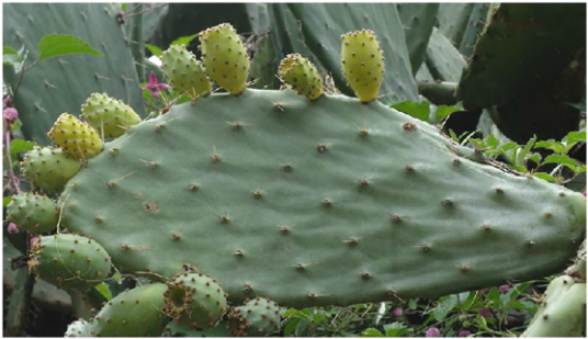 玉芙蓉（中药）