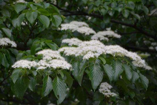 灯台树（伞形目山茱萸科植物）