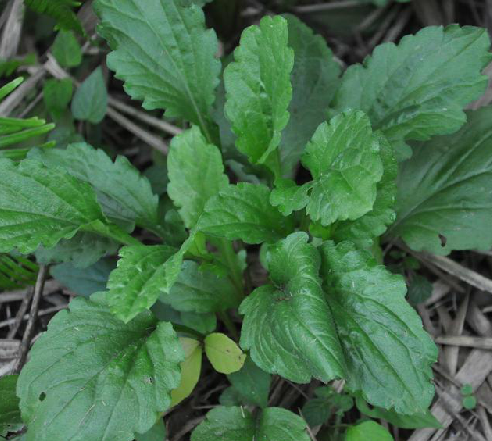 一年蓬(中草药)