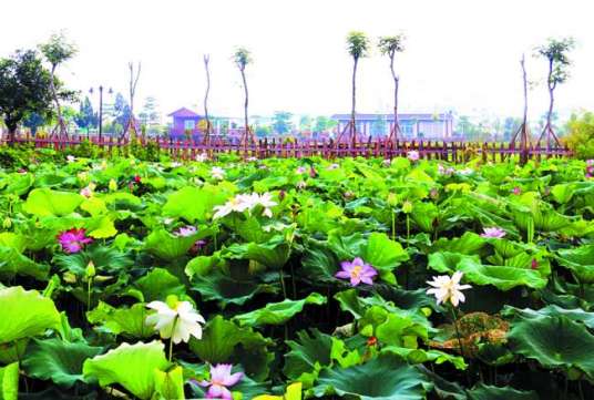 汕头绿梦湿地生态园