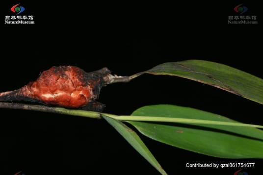 竹黄(竹黄科竹黄属真菌)