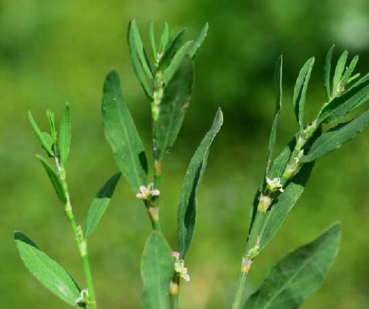 萹蓄（蓼科萹蓄属植物）