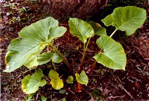 独角莲（天南星科斑龙芋属植物）