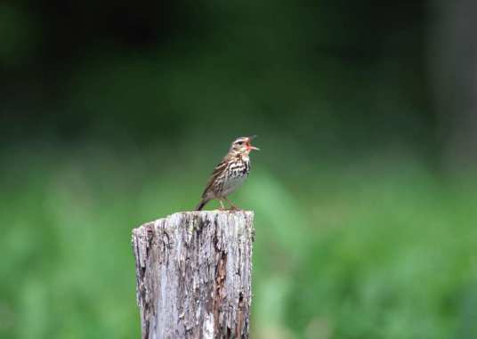 鸟鸣（鸟鸣概述）