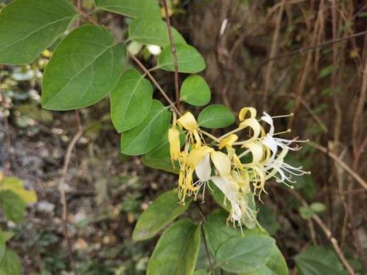 山银花（忍冬科忍冬属植物）