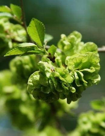 榆树钱(榆树的种子)