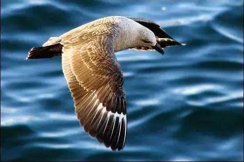 贼鸥(鸟纲动物)