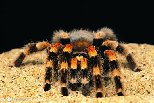 毒蜘蛛（球腹蛛科寇蛛属动物）