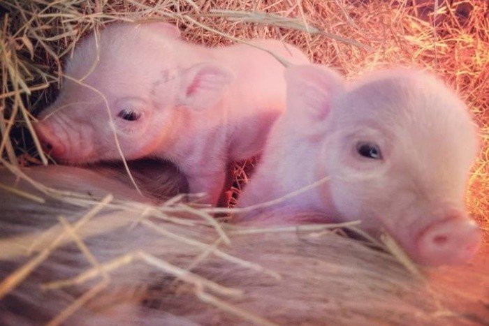 云南一男子开轿车运送13头猪，这波操作为何会被交警处罚？